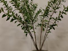 -Again Coffee Roaster(香蜜湖店)