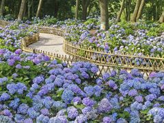 -上海共青森林公园