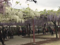 -嘉定紫藤园