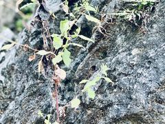 -陶祖圣境风景区