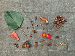 -中国科学院华南植物园