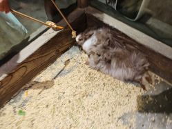 -造物庄园 萌宠纪(苏州湾歌林公园店)