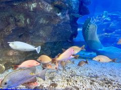 -太平洋海底世界