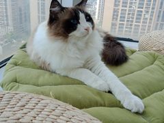 -Catmate·猫肥家润(金润铂宫店)