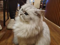 -猫友咖啡店(玉林西路店)