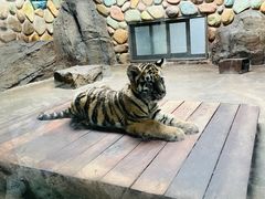 -上海野生动物园