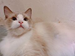 -猫友咖啡店(玉林西路店)