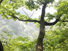 -洛阳白云山景区