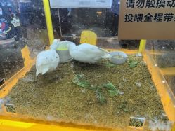 -神奇动物撸宠馆·羊驼·小浣熊·异宠(豫园店)