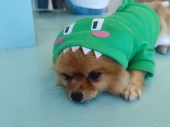 -怪兽屋·羊驼·猫咖·狗咖(俊华广场店)