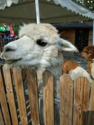 -萌宠亲子动物乐园(槐房万达店)