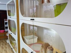 -青奢宠物·青奢猫舍