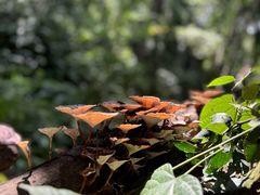-西双版纳原始森林公园