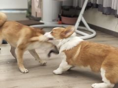 -浣熊柯尔鸭土拨鼠·电玩咖