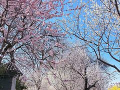 -桃花堤公园