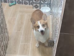 -宠物之家Pets Home 宠物寄养酒店