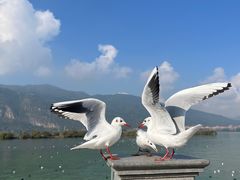 -海埂大坝