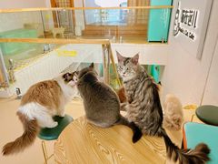 -猫在这儿猫咪咖啡馆·撸猫馆