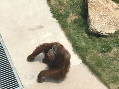 -西霞口神雕山野生动物世界