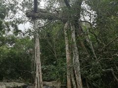 -呀诺达热带雨林