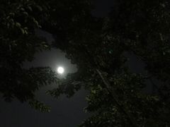 -井之头恩赐公园