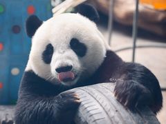 -石家庄市动物园