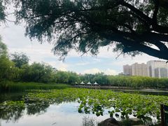 -青城公园
