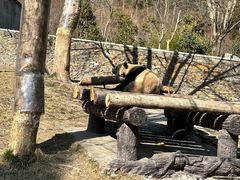 -卧龙中华大熊猫苑神树坪基地