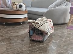 -宠爱国际动物医院·消化内科·心肾内科·ISFM猫友好(望京店)