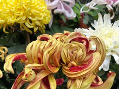 景点-无锡惠山寺