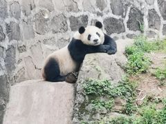 -都江堰中华大熊猫苑