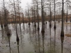 -池杉湖湿地公园