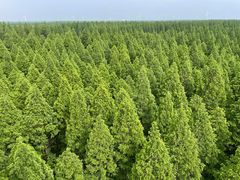 -黄海国家森林公园