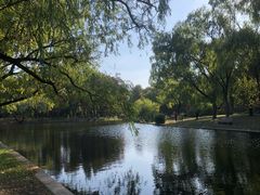 -上海共青森林公园