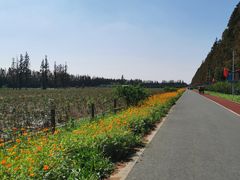 -上海长兴岛郊野公园