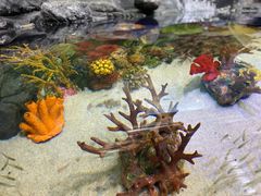 -上海海洋水族馆