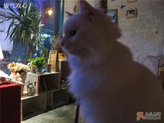 -Babycat私家御饼屋(龙头路一店)