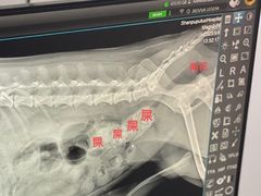 -申普宠物医院·眼科·心内科·影像科(普陀分院)