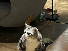 -咖法森林·咖啡  酒吧(天河店)