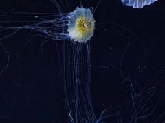 -珠海长隆海洋王国