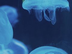 -南昌融创海世界
