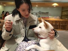 -柴务处·柴犬主题狗咖