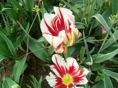 -洛阳郁金香牡丹园