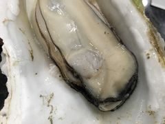 -蚝专家