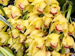 -桂林市花鸟市场