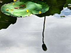 -荔湾湖公园
