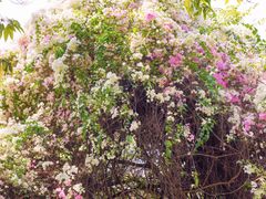 -深圳国际园林花卉博览园