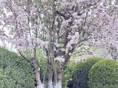 -海棠花溪(元大都城垣遗址公园)