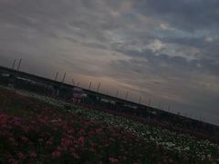 -枫林花海
