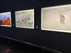 -罗红摄影艺术馆